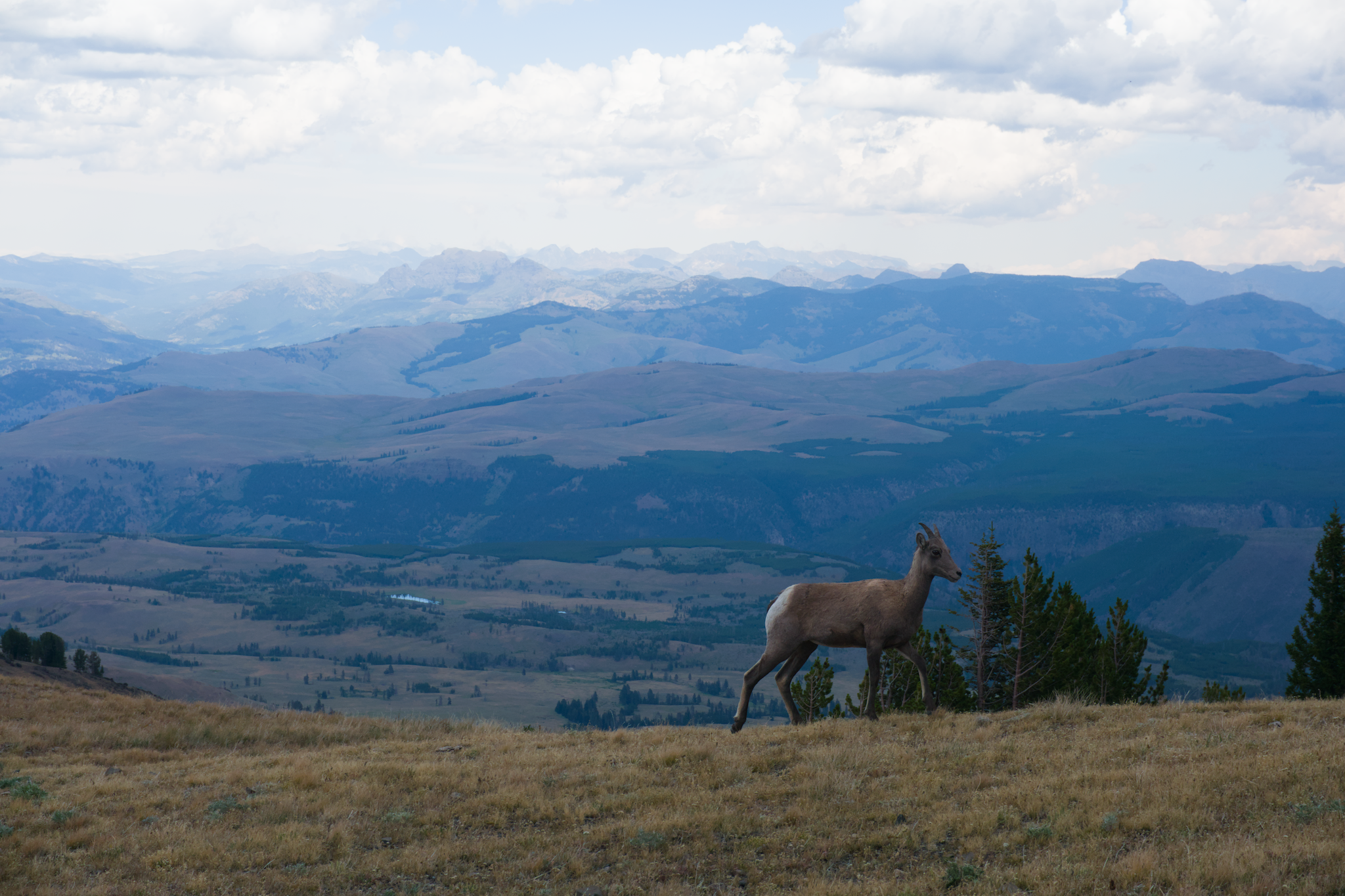 Bighorn sheep in front of the horizon.
